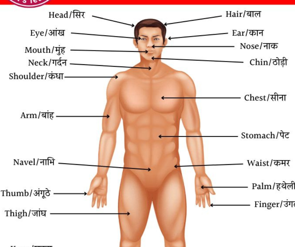 Body Parts Name in Hindi Chart