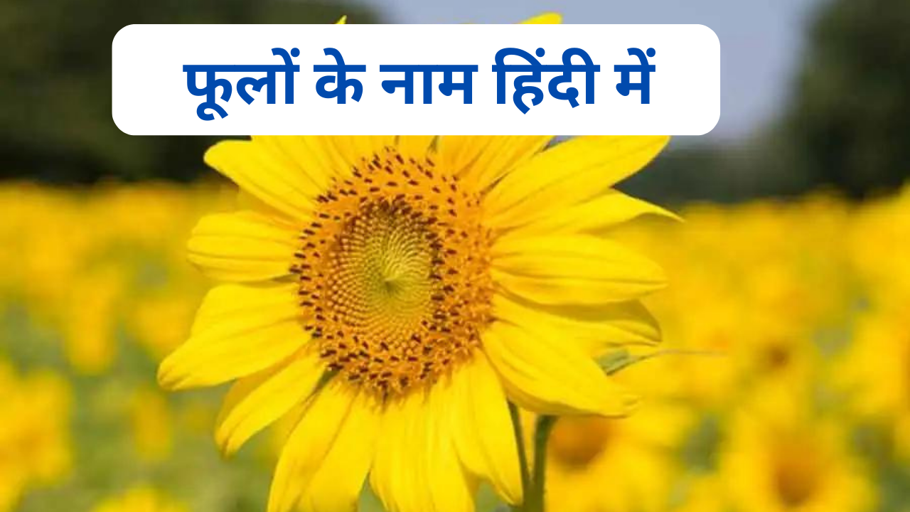 फूलों के नाम हिंदी में