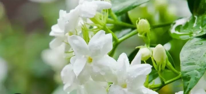 jasmine flower in Hindi -चमेली के फूल की जानकारी