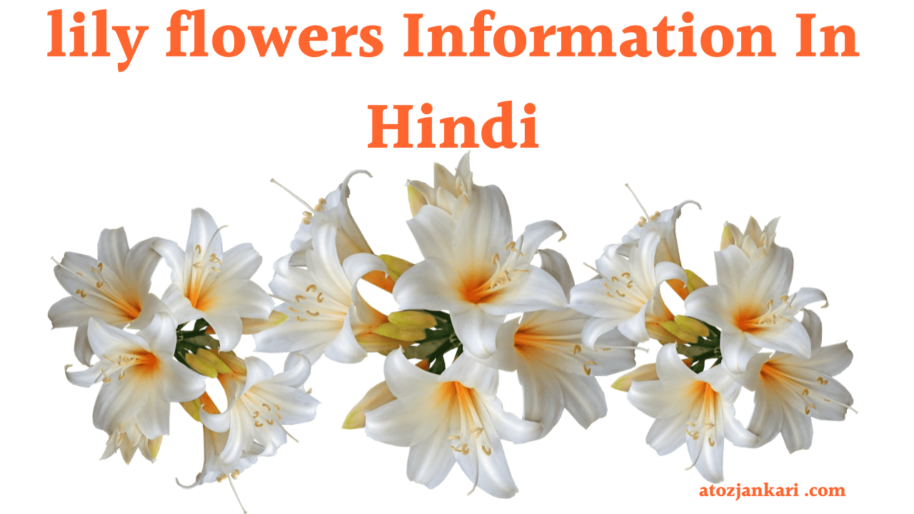lily flowers In Hindi