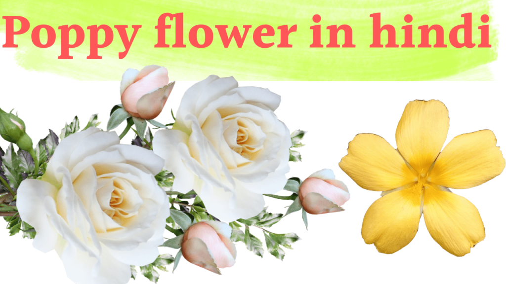 Poppy flower in hindi