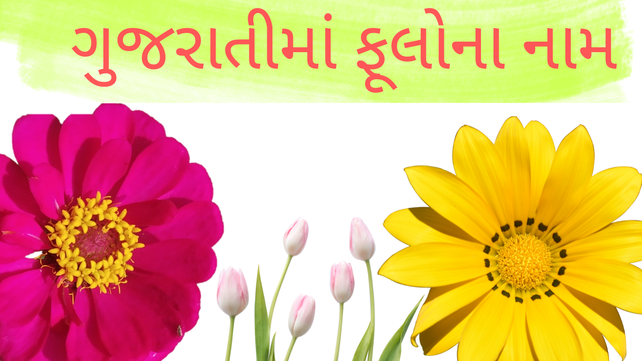 flowers name in Gujarati | ગુજરાતીમાં ફૂલોના નામ