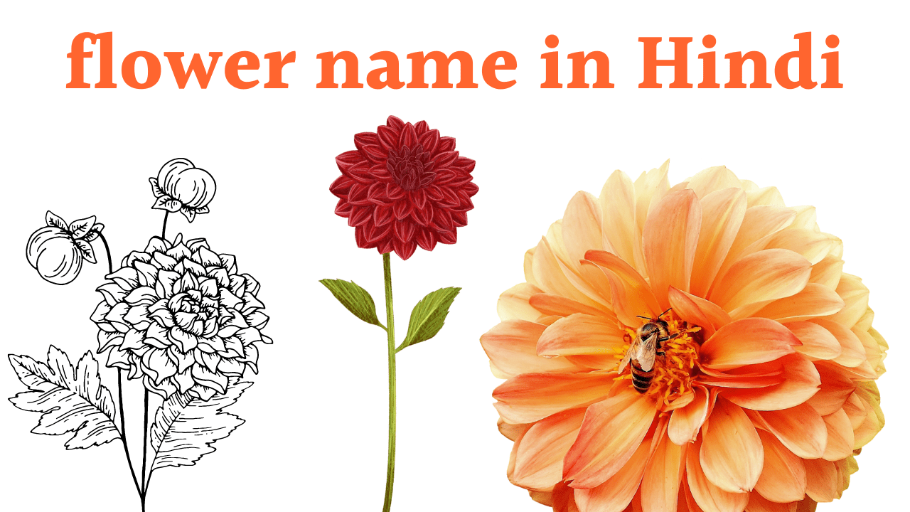 flower name in Hindi