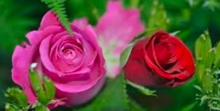 Rose flower in Hindi